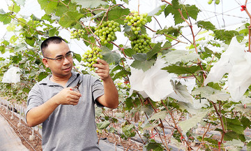 Trồng cây ăn quả trúng đậm, nông dân Hà Nam giàu lên nhanh chóng