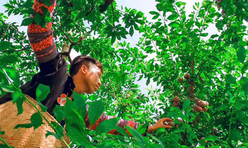 Mận hậu Phiêng Khoài lên máy bay, xuất ngoại giúp người dân giảm nghèo bền vững