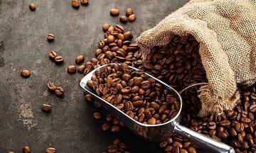 Nhiều yếu tố bất lợi khiến giá cà phê giảm đến 3.300 đồng/kg