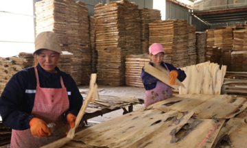 Phát triển chế biến gỗ theo hướng hiện đại: Động lực giúp người dân Bảo Yên thoát nghèo, làm giàu bền vững