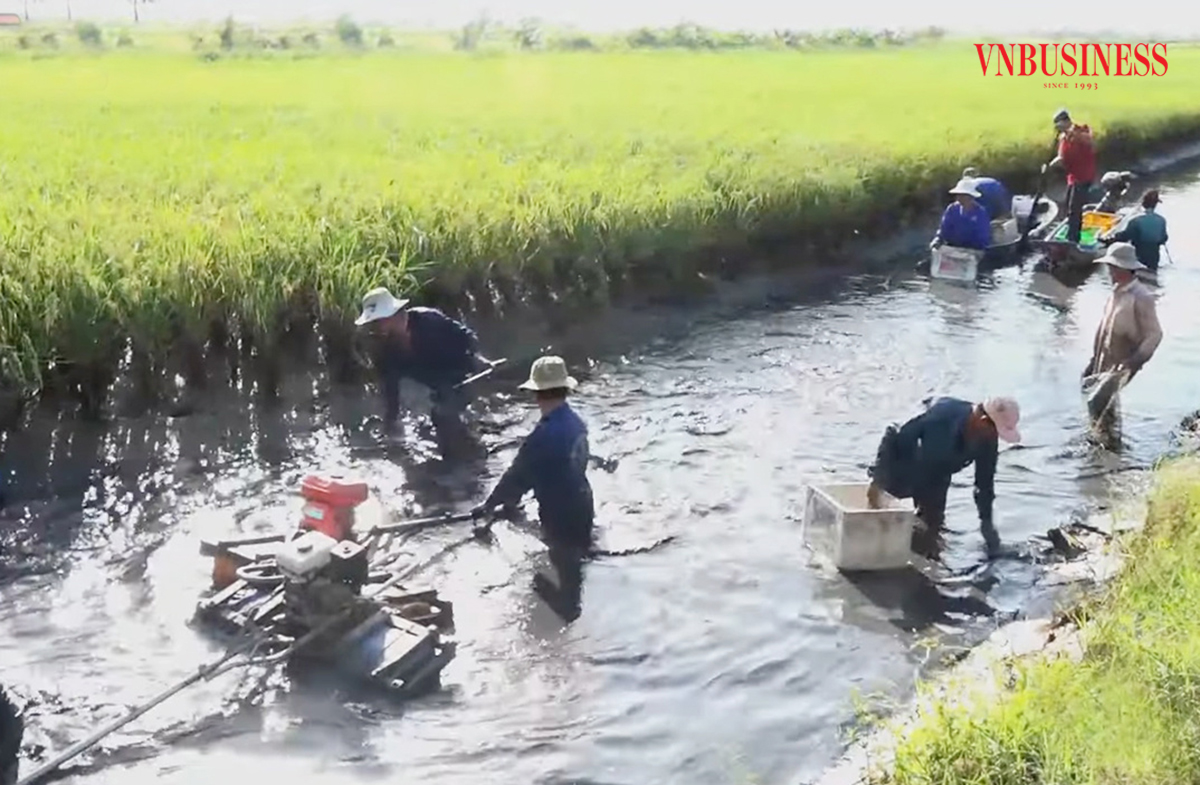 'Con tôm ôm cây lúa' và bước tiến công nghệ giúp nông dân Kiên Giang làm giàu bền vững