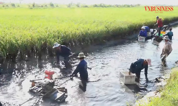 &#039;Con tôm ôm cây lúa&#039; và bước tiến công nghệ giúp nông dân Kiên Giang làm giàu bền vững