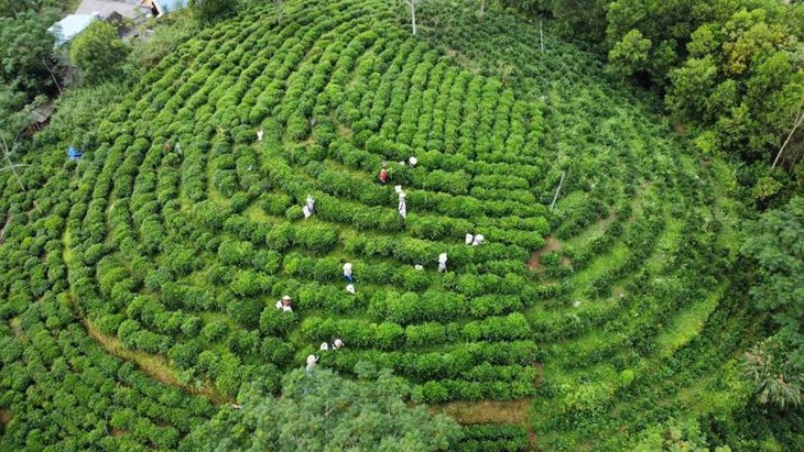 Kỳ tích giảm nghèo nhờ phát triển HTX ở Phú Lương