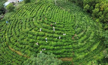 Kỳ tích giảm nghèo nhờ phát triển HTX ở Phú Lương