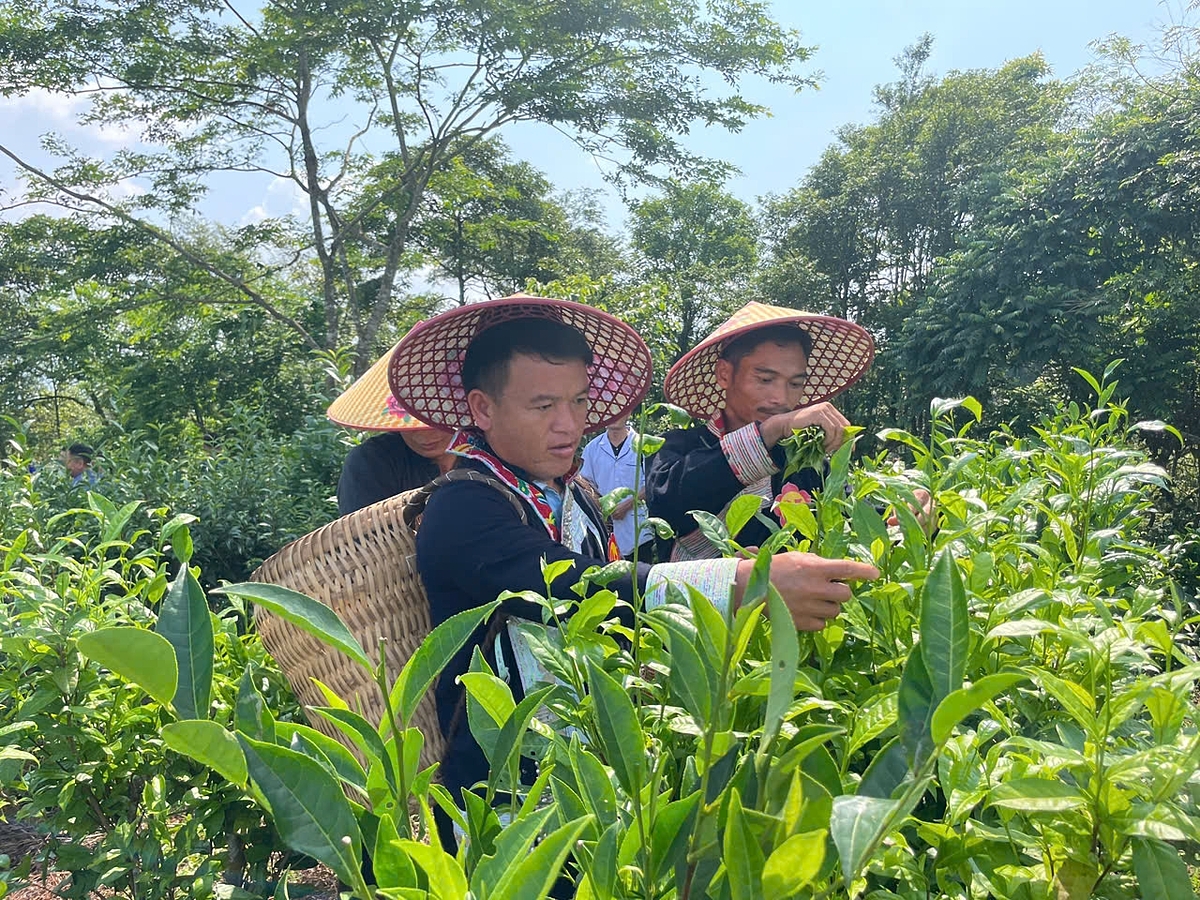 Người dân vùng cao A Lù tích cực chuyển đổi cơ cấu cây trồng để giảm nghèo bền vững