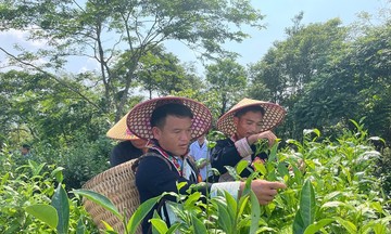 Người dân vùng cao A Lù tích cực chuyển đổi cơ cấu cây trồng để giảm nghèo bền vững