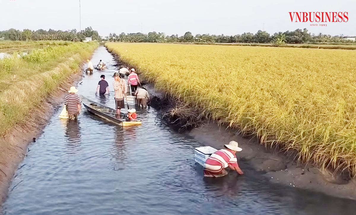 Cú hích xóa đói giảm nghèo, làm giàu bền vững từ đồng đất ngập mặn ở Cà Mau
