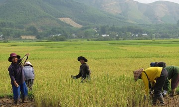 Thay đổi tư duy sản xuất nông nghiệp giúp ‘đuổi’ cái nghèo cho bà con dân tộc thiểu số ở Phước Sơn
