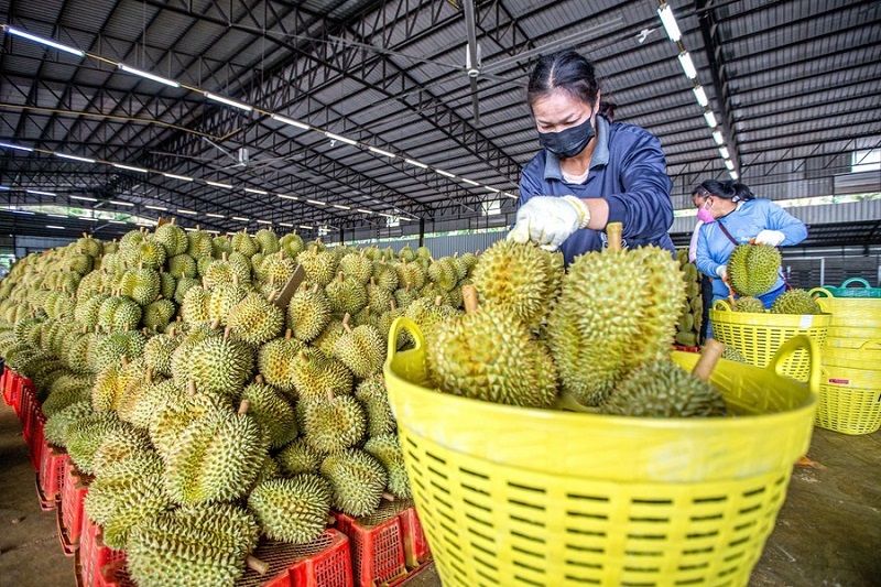 Liên minh châu Âu sẽ cử đoàn thanh tra sầu riêng Việt Nam