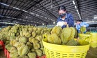 Liên minh châu Âu sẽ cử đoàn thanh tra sầu riêng Việt Nam
