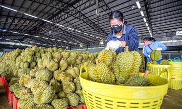 Liên minh châu Âu sẽ cử đoàn thanh tra sầu riêng Việt Nam