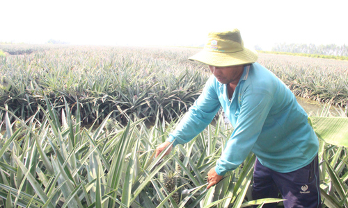 Ứng dụng khoa học công nghệ đưa cây khóm Long An thành nông 789bet tiền tỷ