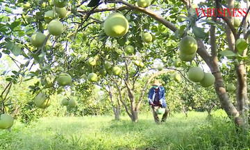Bước chuyển mình từ trao sinh kế đến liên kết sản xuất ở Hòa Hiệp