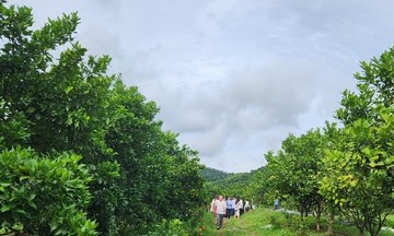 Thành công với cây trồng mũi nhọn, người dân Như Xuân làm giàu trên đất cằn