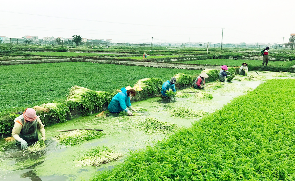 Rau cần đi từ chợ quê lên kệ siêu thị, nông dân Hiệp Hòa thu trăm triệu mỗi ha