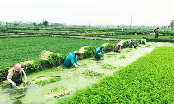 Rau cần đi từ chợ quê lên kệ siêu thị, nông dân Hiệp Hòa thu trăm triệu mỗi ha