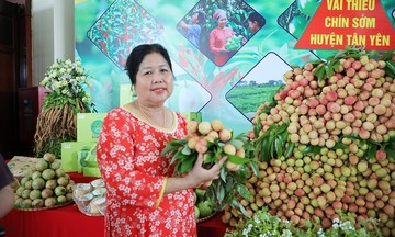 Hơn 300 sản phẩm OCOP và đặc sản Bắc Giang được giới thiệu tại hội nghị xúc tiến tiêu thụ vải thiều