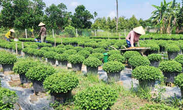 HTX Nông nghiệp Vĩnh Bình trở thành điểm tựa cho người nông dân thoát nghèo