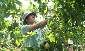 Chanh dây Cư M’gar vươn xa nhờ chuỗi liên kết cùng HTX