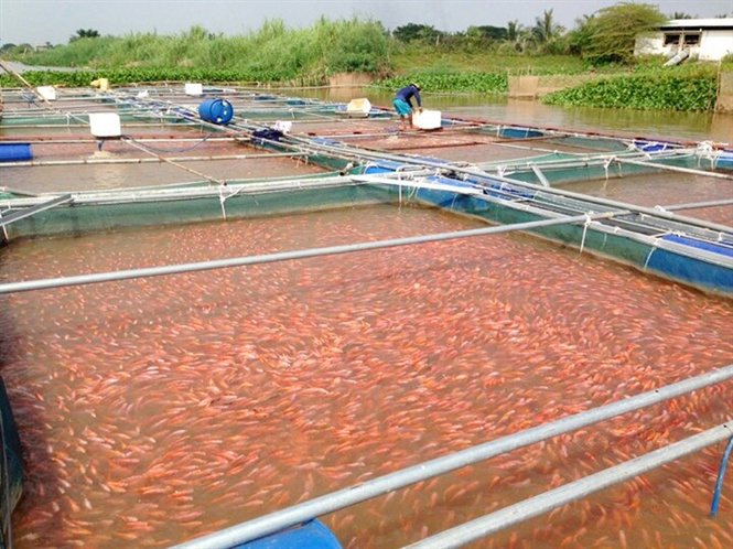 Hỗ trợ KTTT, HTX chuyển mình mạnh mẽ, tỉnh Vĩnh Long thu 'trái ngọt' xóa đói giảm nghèo