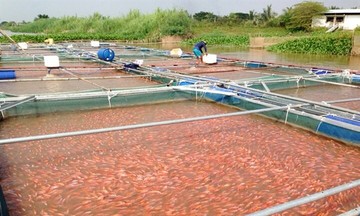 Hỗ trợ KTTT, HTX chuyển mình mạnh mẽ, tỉnh Vĩnh Long thu &#039;trái ngọt&#039; xóa đói giảm nghèo