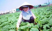 Đa giá trị từ ứng dụng công nghệ vào sản xuất nông khuyến mãi 789bet bền vững