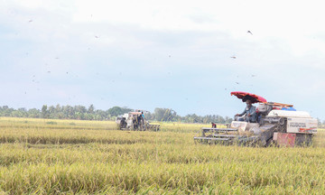 Thắng lớn nhờ ứng dụng công nghệ vào sản xuất cây trồng &#039;nhỏ nhưng có võ&#039; ở Sóc Trăng