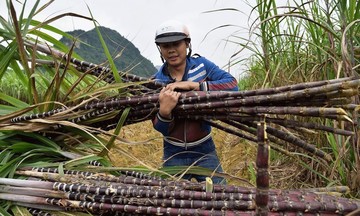 Chuyển đổi trồng cây mía tím tạo cuộc sống ấm no cho người dân Bắc Trà My