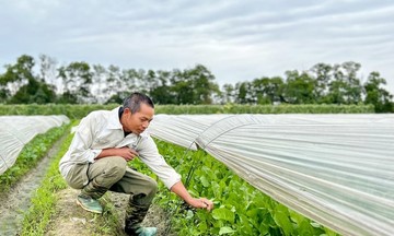 Xóa nghèo bằng các mô hình HTX liên kết theo chuỗi giá trị
