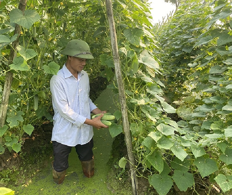 Nhân rộng các mô hình sản xuất nông nghiệp sạch, thu nhập của nông dân Hà Trung tăng bằng lần