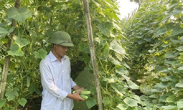 Nhân rộng các mô hình sản xuất nông nghiệp sạch, thu nhập của nông dân Hà Trung tăng bằng lần