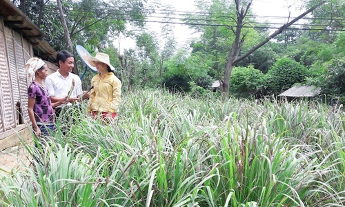 HTX tạo ‘lực đẩy’ giúp thay đổi cuộc sống đồng bào dân tộc thiểu số ở Ba Lòng