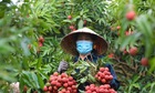 Tỉnh Hải Dương mời gọi các tổ chức, thương nhân tham quan, tiêu thụ vải thiều