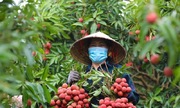 Tỉnh Hải Dương mời gọi các tổ chức, 789bet có uy tín không nhân tham quan, tiêu thụ vải thiều