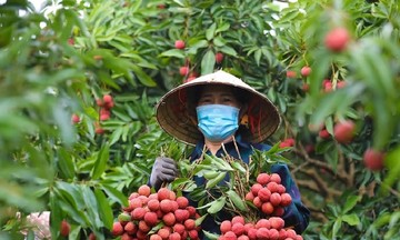 Tỉnh Hải Dương mời gọi các tổ chức, thương nhân tham quan, tiêu thụ vải thiều