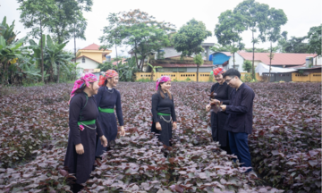 OCOP mở ra hướng phát triển kinh tế bền vững cho người dân Văn Bàn