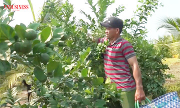 &#039;Nông dân tỷ phú&#039; trên cánh đồng thông minh