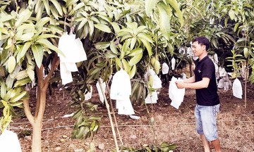 Cây xoài bám rễ ở vùng đất Đắk Gằn giúp nông dân làm giàu