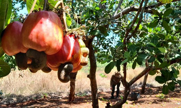 Kinh tế tập thể ‘thắp lửa’ giảm nghèo ở Bù Gia Mập