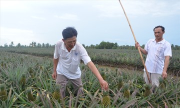Nông dân Vị Thanh từng bước thoát nghèo từ sức bật HTX