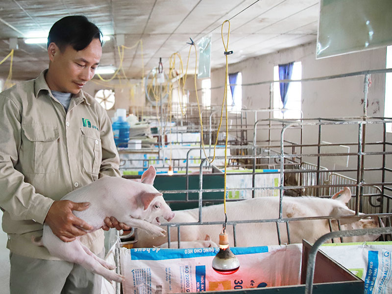 Cơ hội nào cho HTX chăn nuôi nội từ vụ việc của C.P?