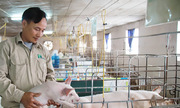 Cơ hội nào cho link 789bet chăn nuôi nội từ vụ việc của C.P?