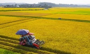 789bet có uy tín không chuẩn bị xuất khẩu lô gạo phát thải thấp đầu tiên