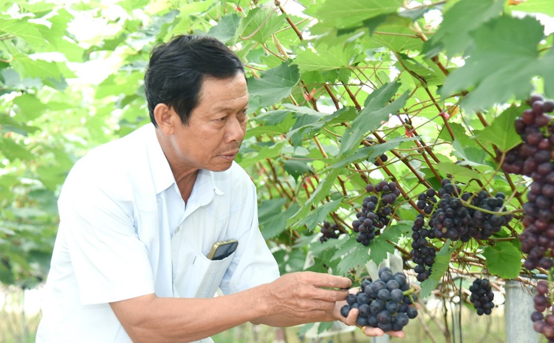 Đưa khoa học công nghệ vào nông nghiệp, HTX giúp bà con địa phương nâng ‘chất’ cuộc sống