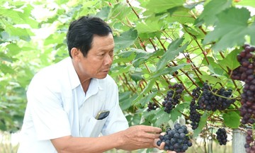 Đưa khoa học công nghệ vào nông nghiệp, HTX giúp bà con địa phương nâng ‘chất’ cuộc sống