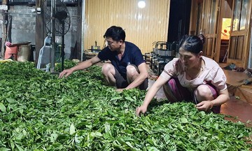 Người nâng tầm giá trị cây chè Shan Tuyết ở bản Púng Luông