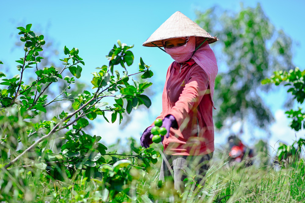 Kinh tế vườn cây ăn trái trên mảnh đất Hậu Giang trù phú