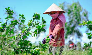 Kinh tế vườn cây ăn trái trên mảnh đất Hậu Giang trù phú