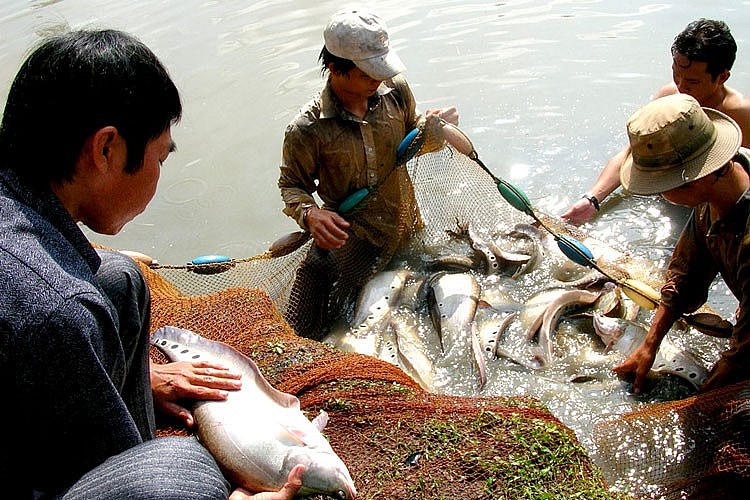 Nông dân đổi đời từ liên kết trong HTX thủy sản ở Hậu Giang