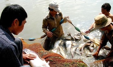 Nông dân đổi đời từ liên kết trong HTX thủy sản ở Hậu Giang